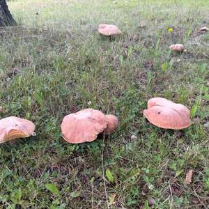 Summer Bolete