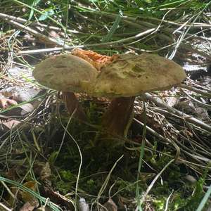 Red-cracked Bolete