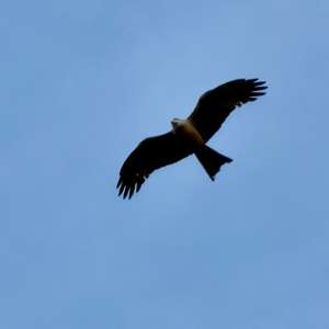 Black Kite