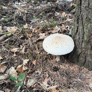 Parasol