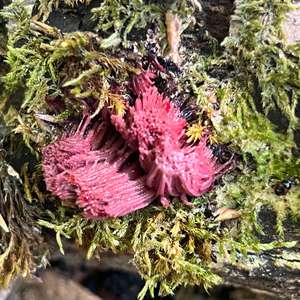 Unknown Species