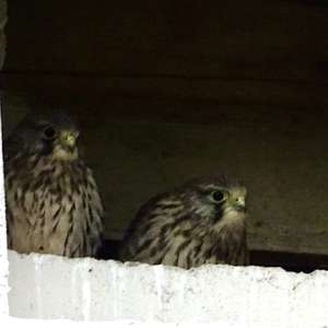 Common Kestrel