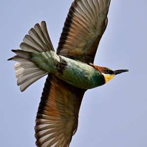 European Bee-eater