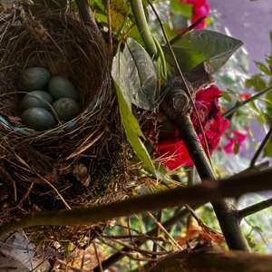 Eurasian Blackbird