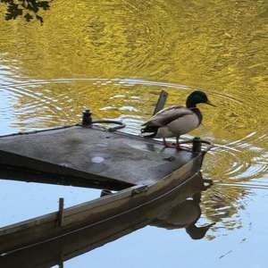 Stockente