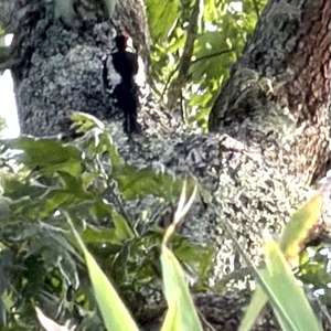 Great Spotted Woodpecker
