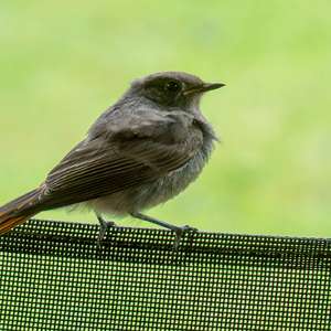 Black Redstart