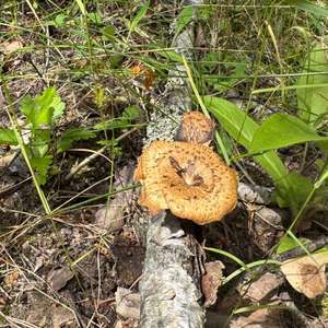 Spring Polypore