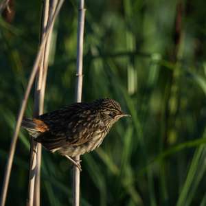 Bluethroat