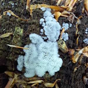 Unknown Species