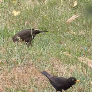 Amsel