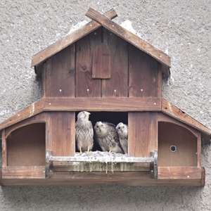 Common Kestrel