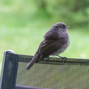 Black Redstart