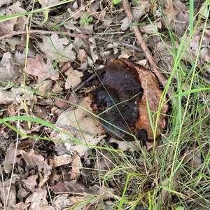 Summer Bolete