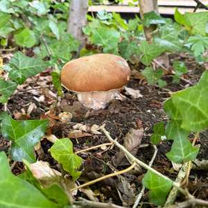 Summer Bolete