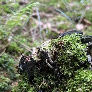 Geweihförmige Holzkeule