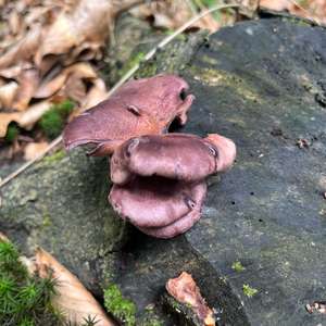 Birch Oyster