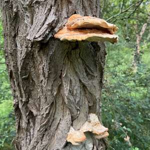 Chicken Mushroom