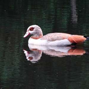 Egyptian Goose