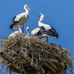 White Stork