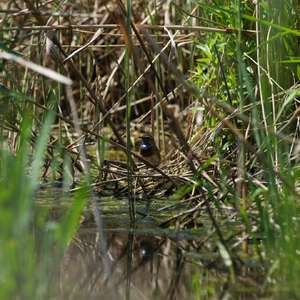 Bluethroat