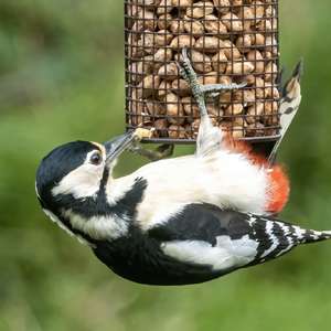 Great Spotted Woodpecker