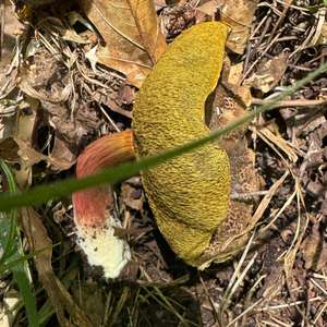 Red-cracked Bolete