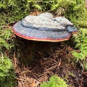 Unknown Species