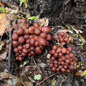 Unknown Species