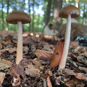 Tawny Grisette