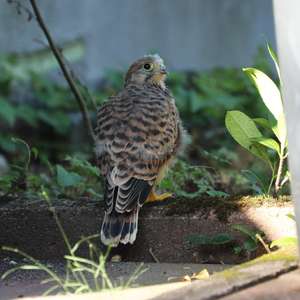 Turmfalke