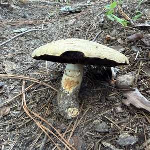 Braunscheckiger Stink-Champignon