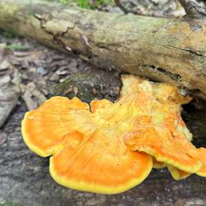 Chicken Mushroom