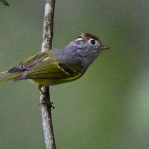 Chestnut-crowned Warbler