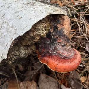 Red-belted Polypore