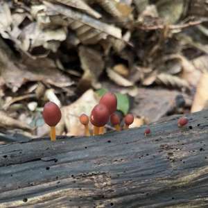 Unknown Species