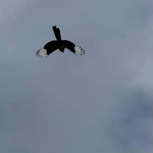 Black-billed Magpie