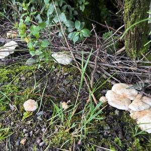 Unknown Species