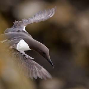 Unknown Species