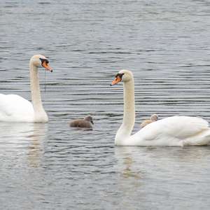Mute Swan