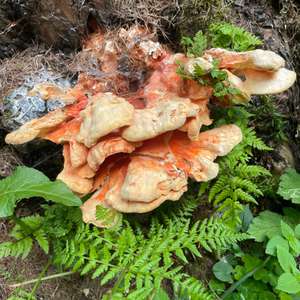 Unknown Species