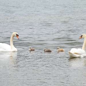Höckerschwan