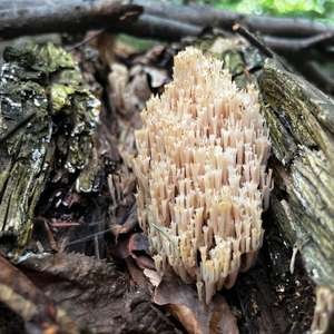 Becherkoralle