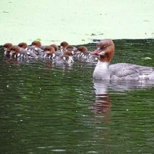 Common Merganser