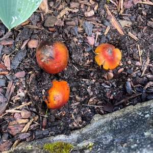 Unknown Species
