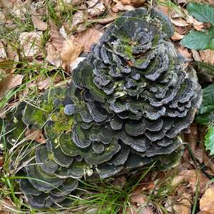 Turkey-tail