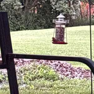 Cassin's Finch