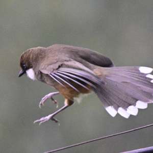 White-throated Laughingthrush