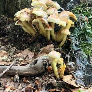 Sulfur Tuft