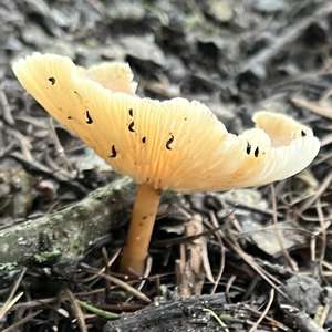 Waldfreundrübling